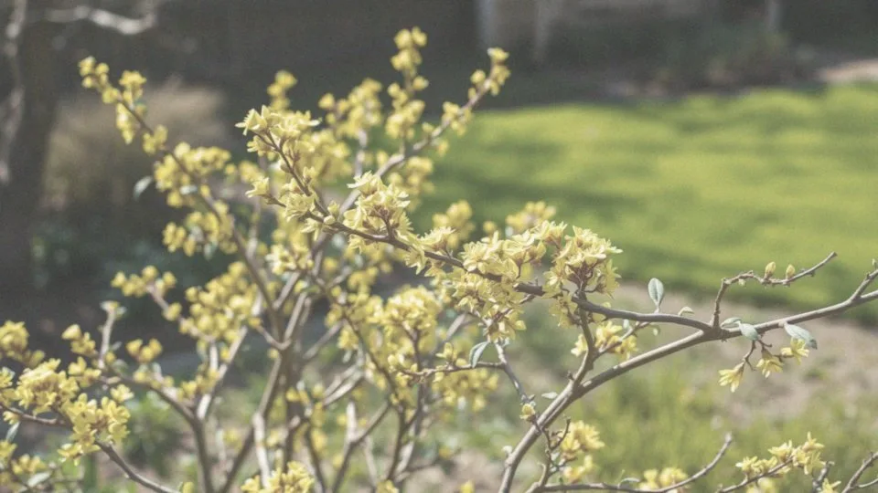 Jakie cechy ma dereń jadalny jako krzew lub drzewo?