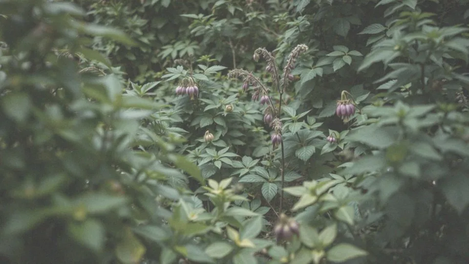 Rośliny trujące dla psa w ogrodzie – jak je zidentyfikować i unikać?